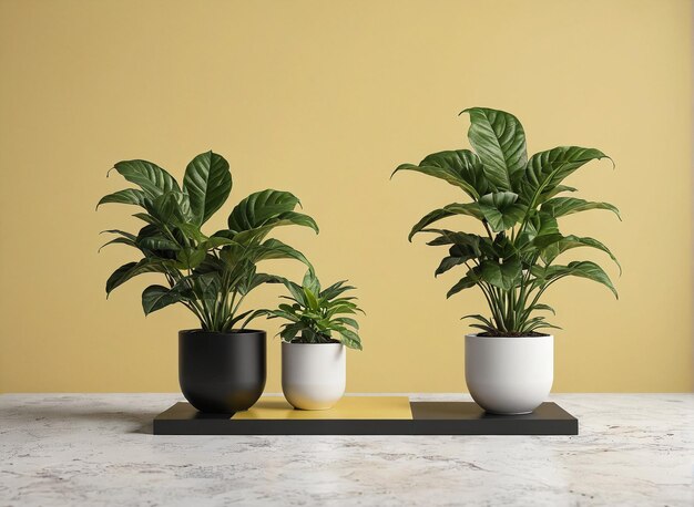 three potted plants on a marble table