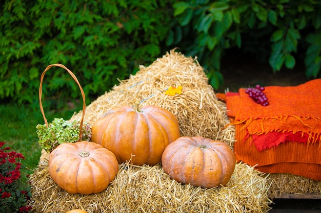 three pumpkin lie on haustack on green leaves