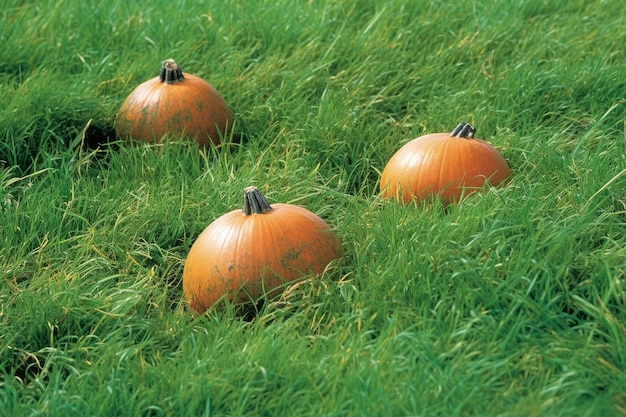 Three pumpkins resting in a field of tall grass Generative AI