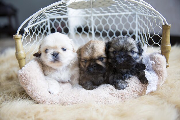 Photo three puppies in basket