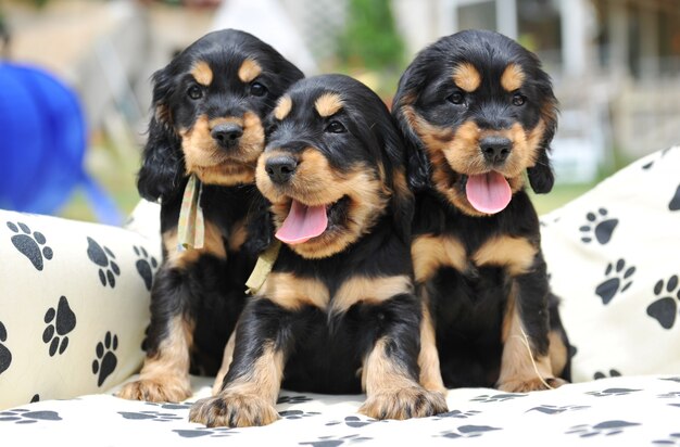 Три щенка