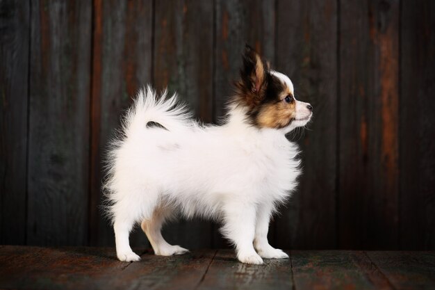 カボチャと3つの子犬