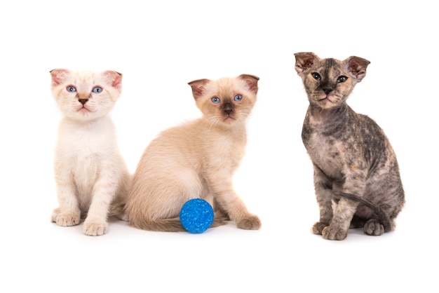 Three purebred sphinx kittens isolated on white background. Ukrainian levkoy cat breed