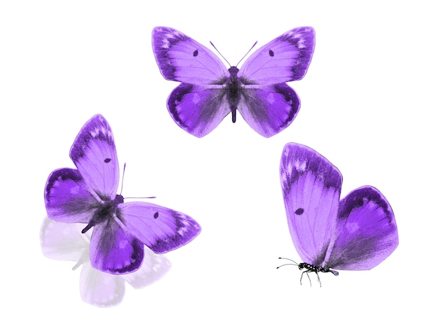 Three purple butterflies isolated on a white background. High quality photo