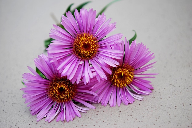 Three purple flowers with the word " i " on them