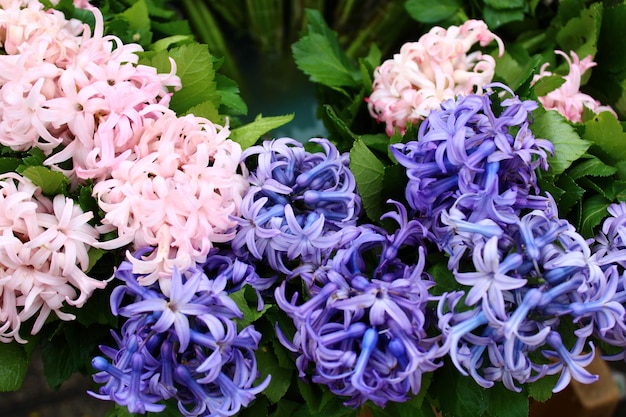 Three purple and pink flowers with the word hydrangea on them.