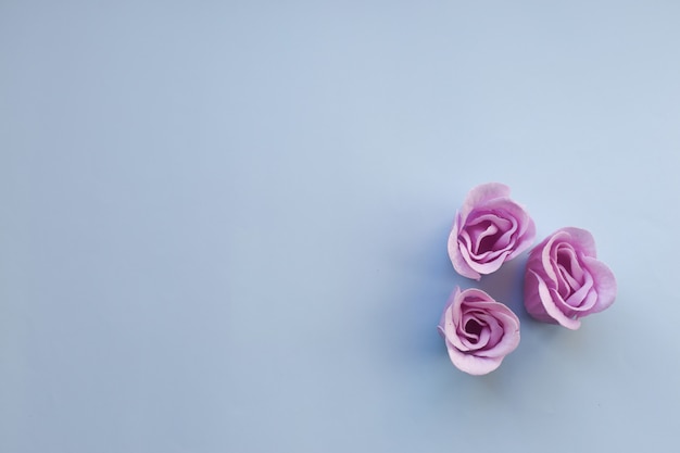 Three purple roses on light blue background with copy space