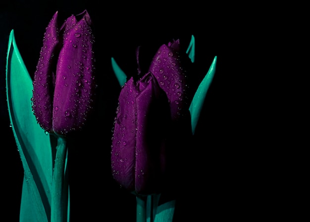 Три фиолетовых тюльпана на черном фоне