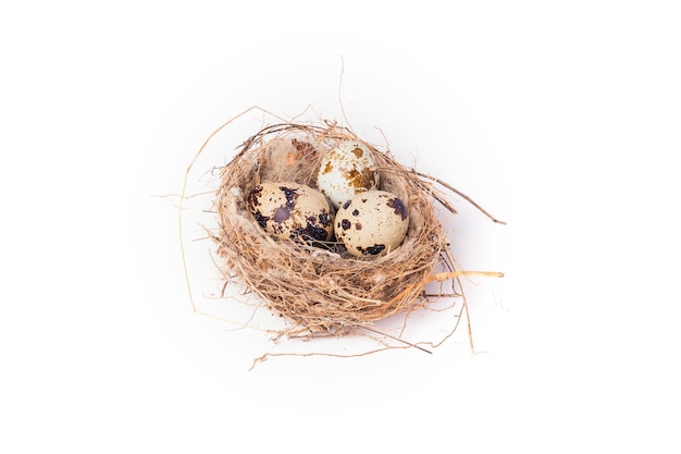 Three quail eggs in a nest on a white background. Closeup