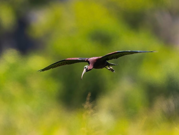 Three quarter angle view of Glossy Ibis in flight