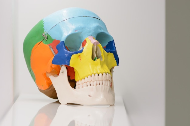 Three quarters view of coloured plastic educational model of a human skull on black background