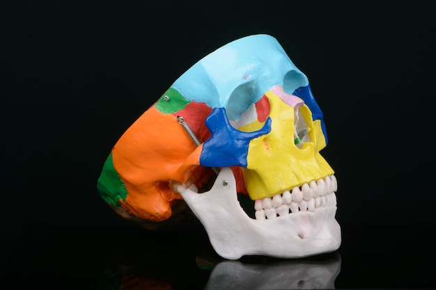 Three quarters view of coloured plastic educational model of a human skull on black background