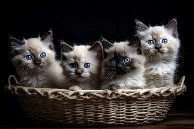 Three Ragdoll cats in a basket on a black background