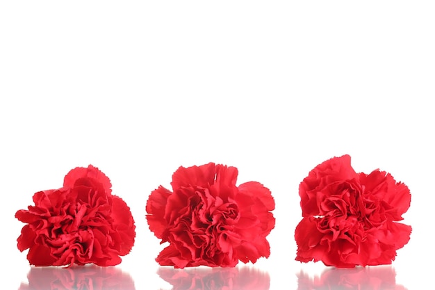 Three red carnation isolated on white