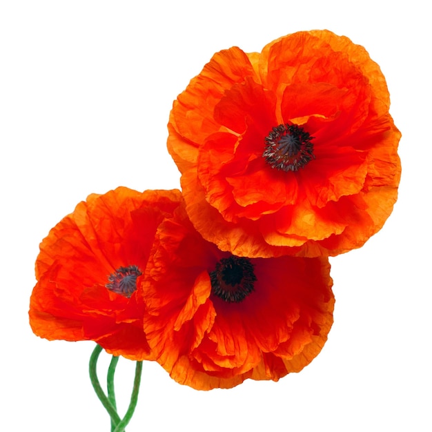 Three red poppy isolated on white background