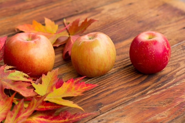 Three red ripe apples and vibrant autumn maple leaves