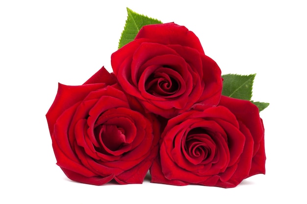 白い背景で隔離の3つの赤いバラ、バレンタインデーのロマンチックな贈り物