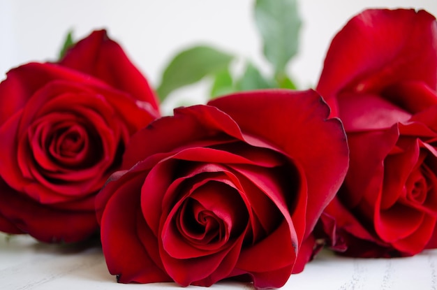 Three red roses on a white background. In the foreground is an opened bud. The background is blurry