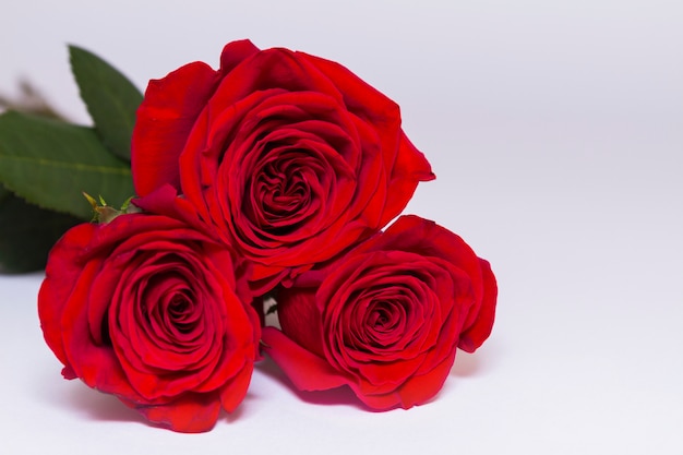 Three red roses on white backgroung with copy space.