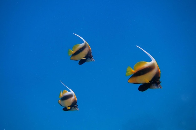 Three Red Sea bannerfish