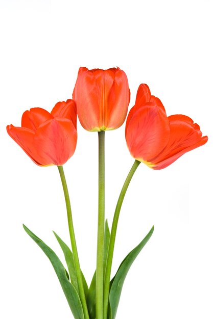 Photo three red tulips isolated on the white background