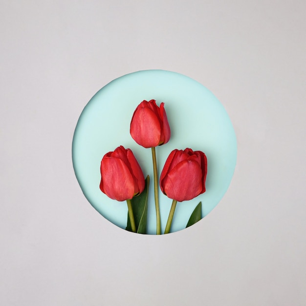 Three red tulips in a round paper cut on a grey background. The concept of spring, holiday congratulations and invitations to the festive event.