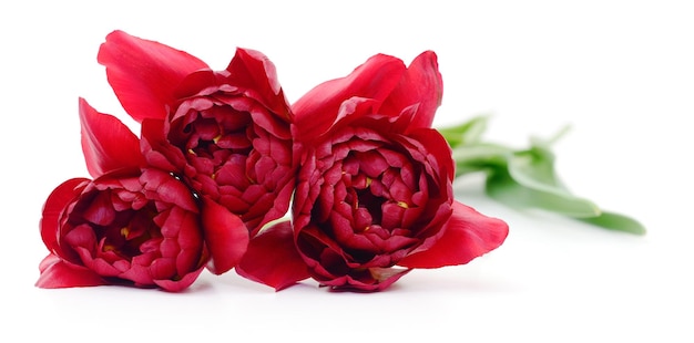 Three red tulips