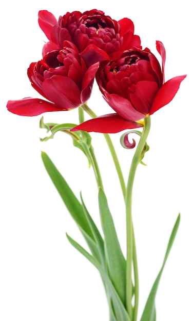 Three red tulips