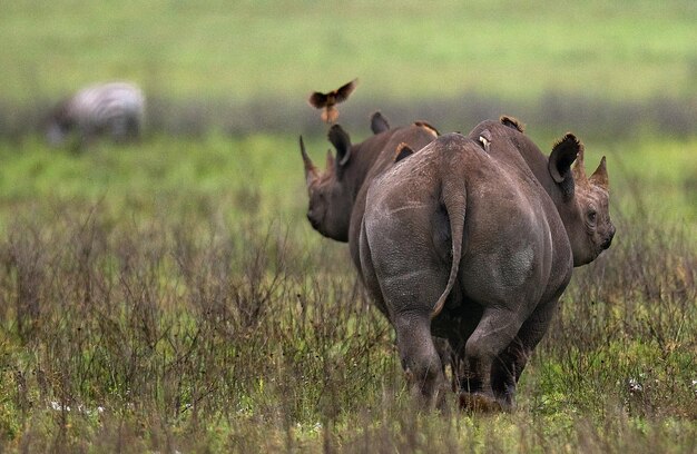 ンゴロンゴロクレータータンザニアの3頭のサイ珍しい視点