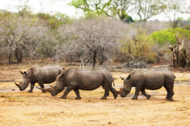 Три носорога идут вместе