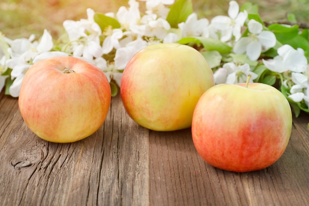 Three ripe apples and flowers of apple.