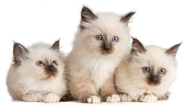 Three sacred kittens of Birman on white background