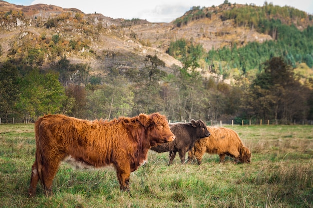 Tre mucche scozzesi delle highland