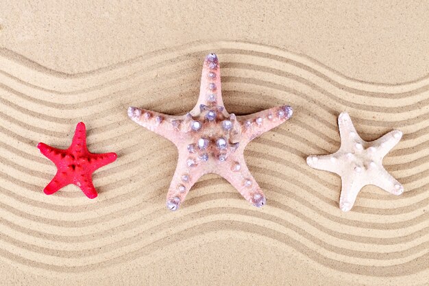 Three sea stars lie on the sand to the sea