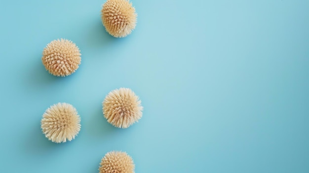 Photo three sea urchins resting on blue surface