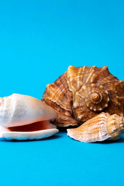 Three seashells on a blue background closeup