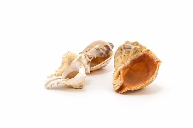 Three seashells isolated on a white background