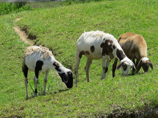 Tre pecore al pascolo