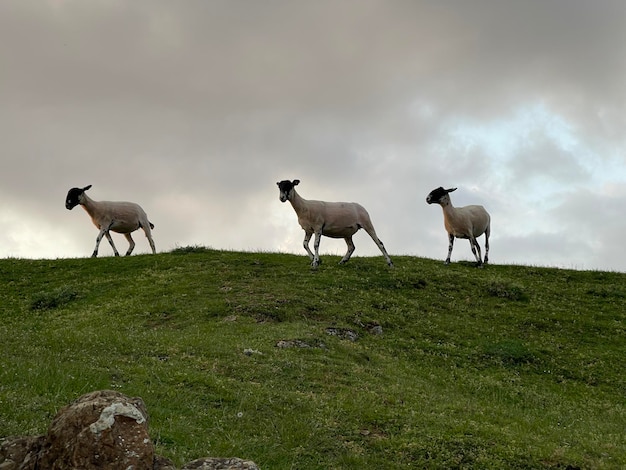 Three sheeps walking on top of a hill under dramatic cloudy sky