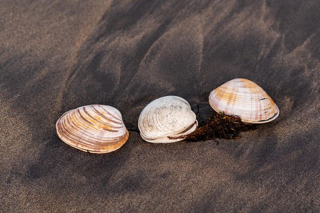 Три раковины моллюсков для серфинга на черном вулканическом песке