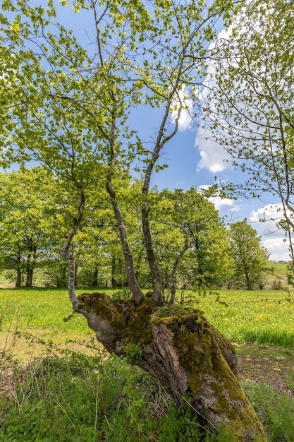 Three small beech trees growing out of a shapeless stump in the Eifel region near Simmerath