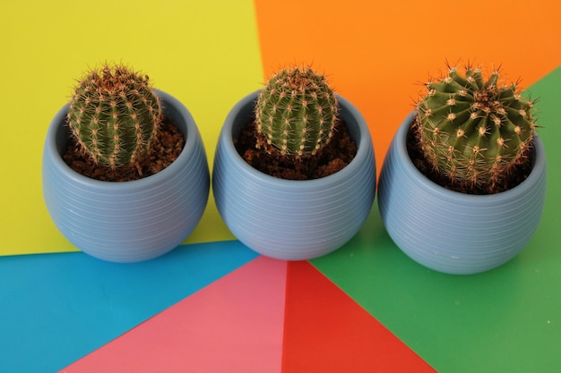 Photo three small cactus in a blue pot on a colorful table.