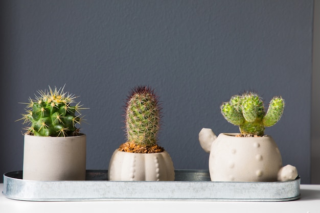 灰色の背景に植木鉢に3つの小さなサボテン