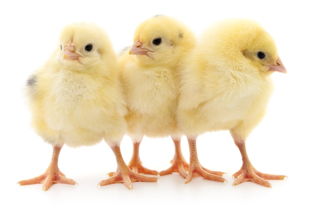 Three small chickens isolated