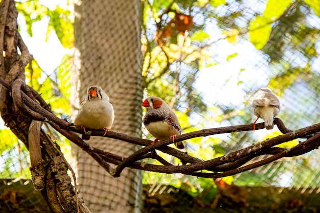 Three small finch birds on a branch in a bird nursery