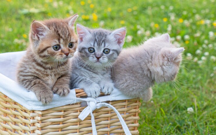 夏の緑の草の上の3つの小さな灰色の縞模様の英国の子猫