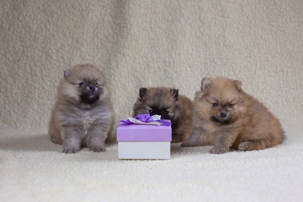 Tre piccoli cuccioli di pomerania di un mese siedono accanto a una confezione regalo. concetto di vacanza e regalo, cucciolo come regalo.