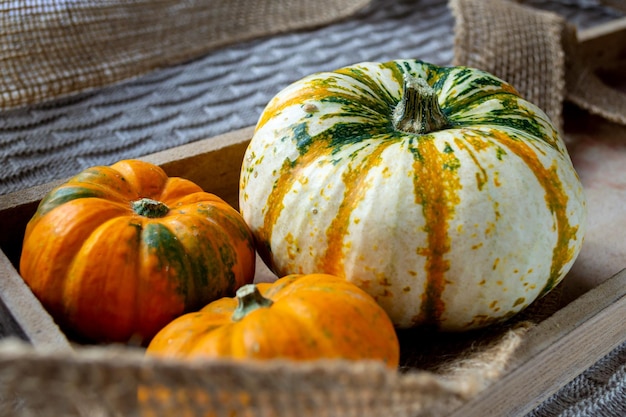 Three small multi-colored pumpkins in a wooden box on a knitted plaid