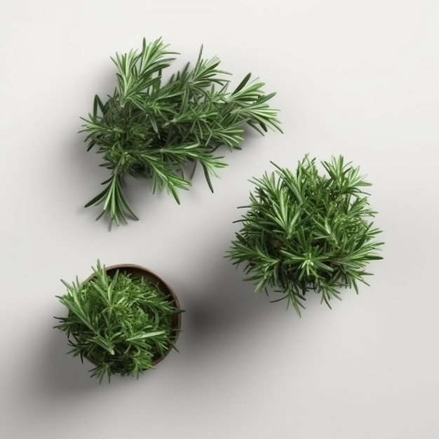 Three small plants are displayed on a white surface.