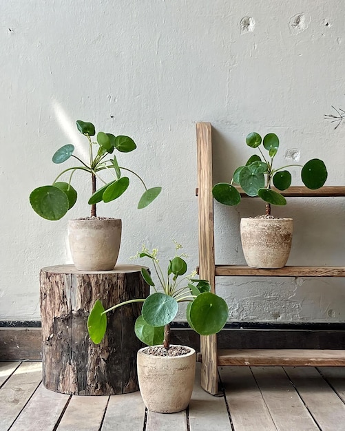 Three small plants on a wooden shelf, one of which is a planter with a leafy green plant.